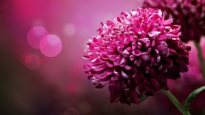 Flower 2