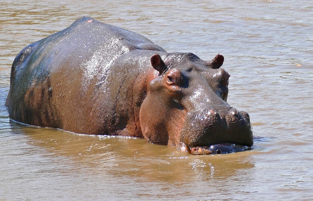 Hippopotamus As A Spirit Totem | Healing With Love And Light