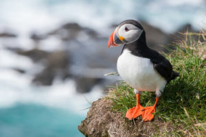 Puffinweb