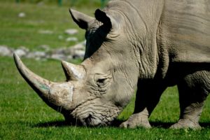 Rhinoc