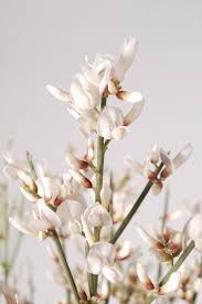 Genista