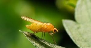 Blog - Gnat