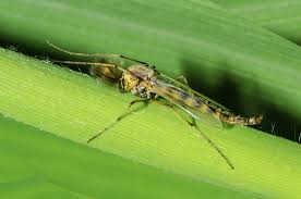 Blog - Gnat