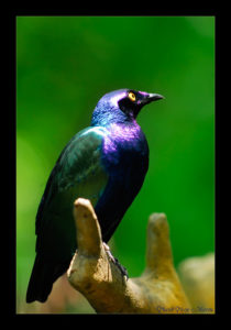 Blog - Violet Crow, Flckr