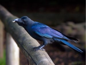 Blog - Jungle Crow