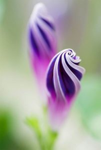 Blog-Fasting-Morning Glory Bud