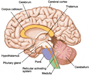 Blog: Eye of Horace, Pineal, Pituitary, Thalamus