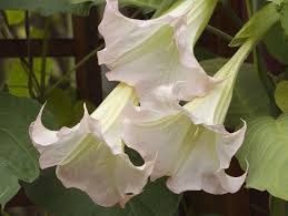 Flower Symbolism - Angels Trumpet - Essence